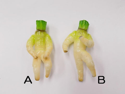 Japanese Radish Ver. 2 (B) Magnet